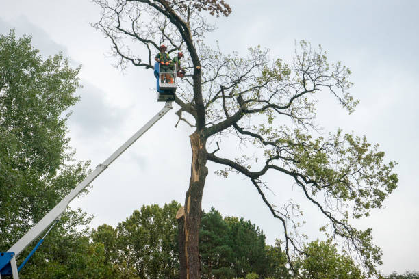 Professional Tree Care in Ranchos De Taos, NM